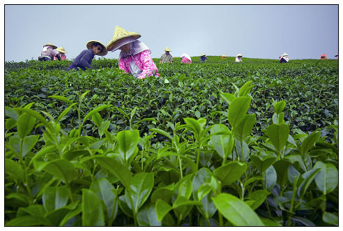 阿里山茶乡