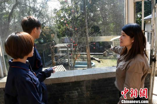 两名台湾大学生在海峡(福州)熊猫世界近距离观察大熊猫。　记者刘可耕 摄