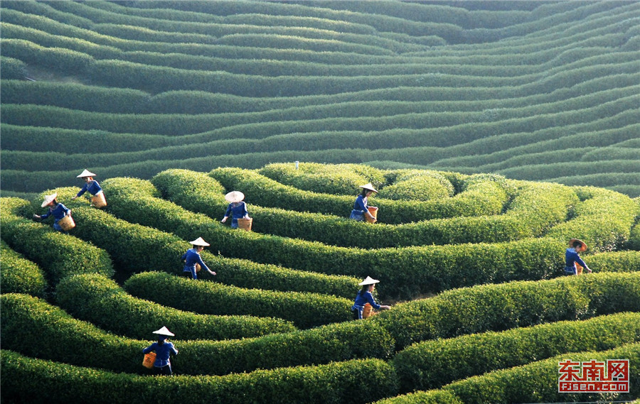 景色如画的漳平高山茶园。