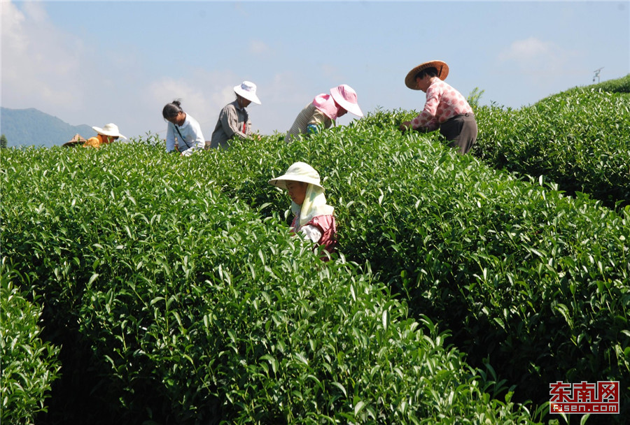 茶山上采茶忙。