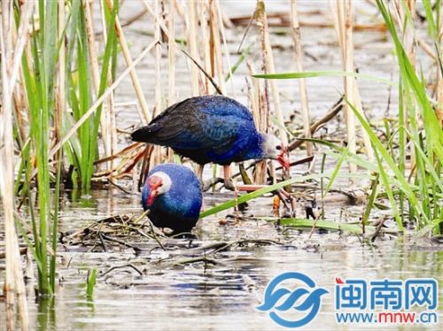 紫水鸡现身张埭桥水库（感谢“野鸟”供图）